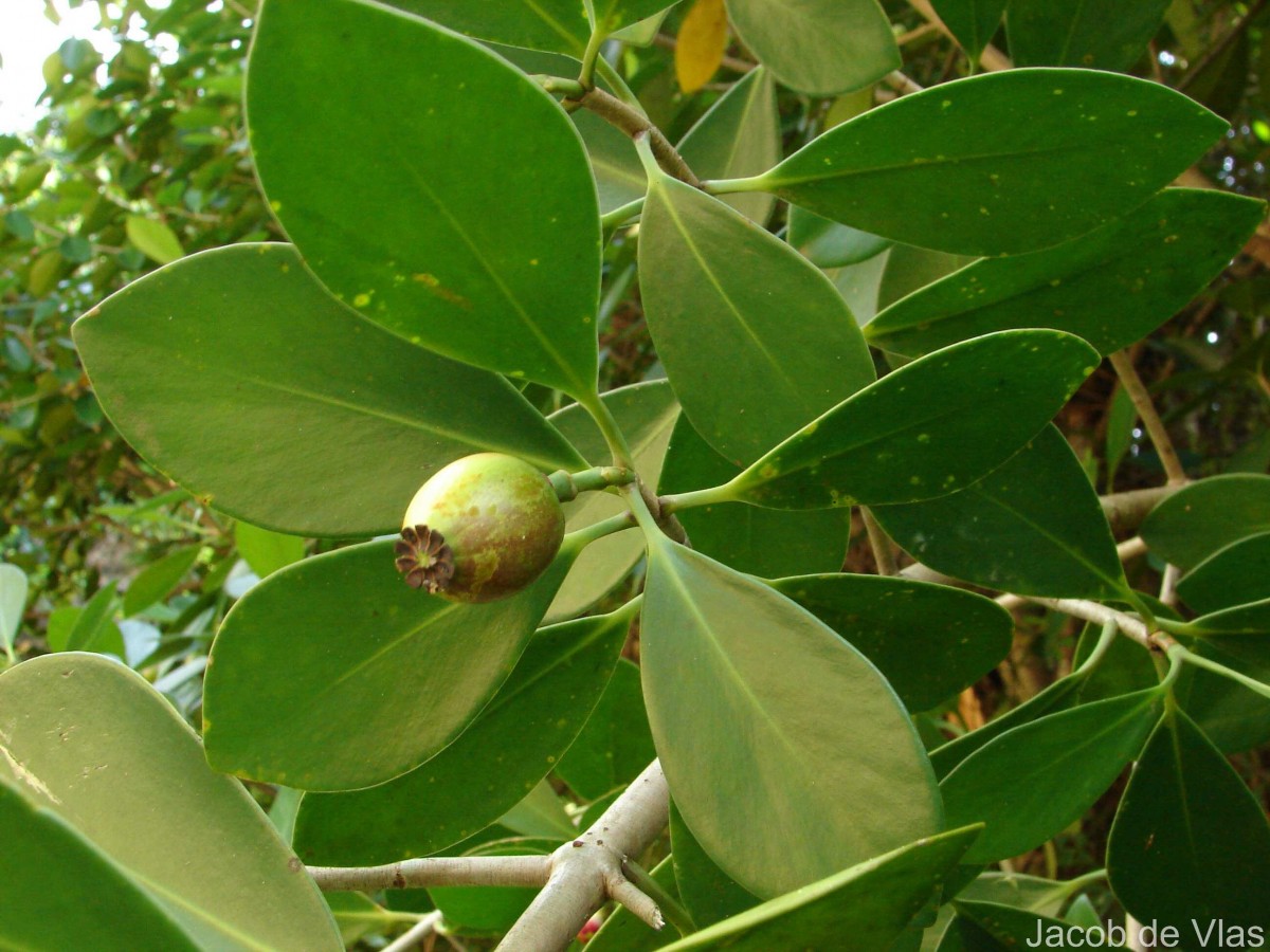 Clusia rosea Jacq.